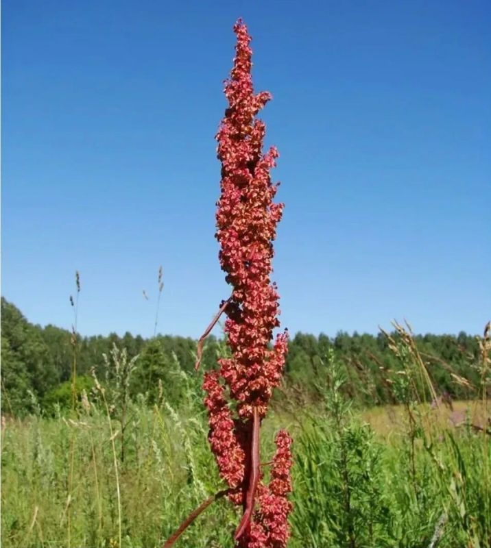 ������� ������: ���������� �������� � ������������� ����������