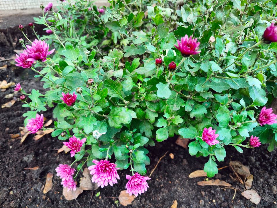 Зимнее меню: простые и вкусные блюда на декабрь