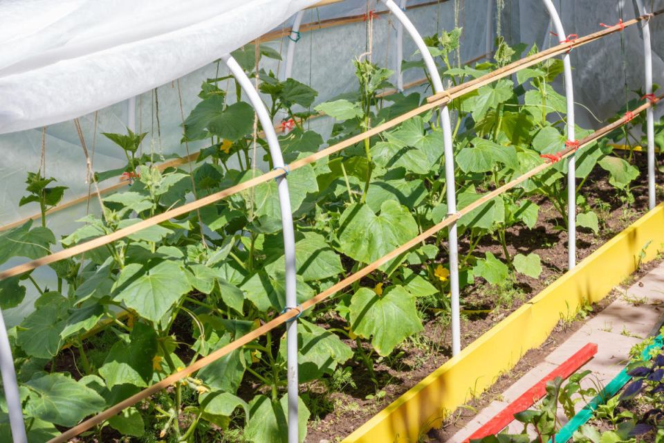 ��� ��������� ��������� ������: �������� ������ � ������� �������� ������