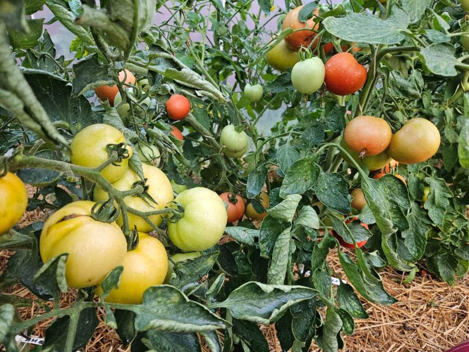 ��� ���������� � �������� �����: ������ ��� �����������