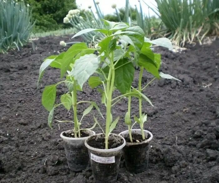 ������ �������� �������� �� ��������� ��������� ��� ������� �������