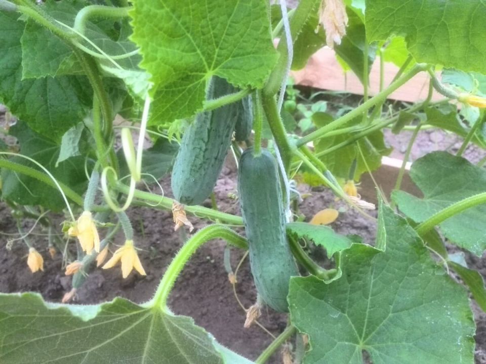 Как увеличить урожай огурцов в теплице: секреты успешного роста