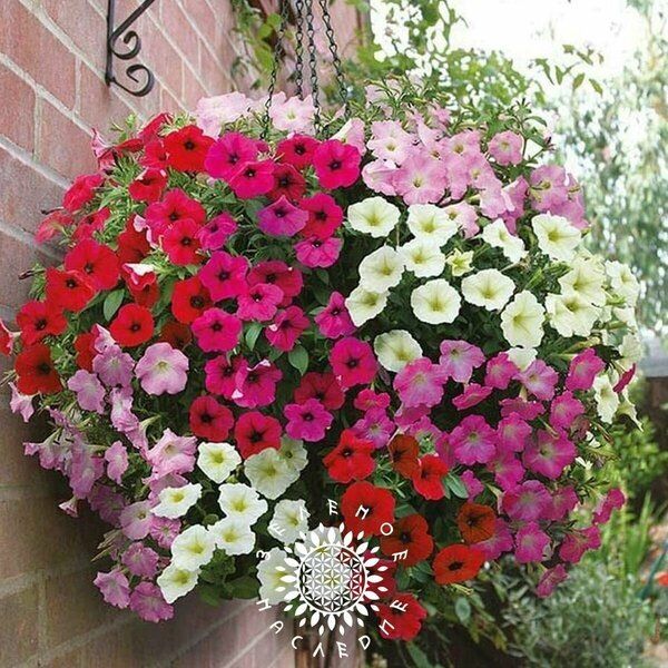 Как петуния микс превратила мой балкон в цветущий рай