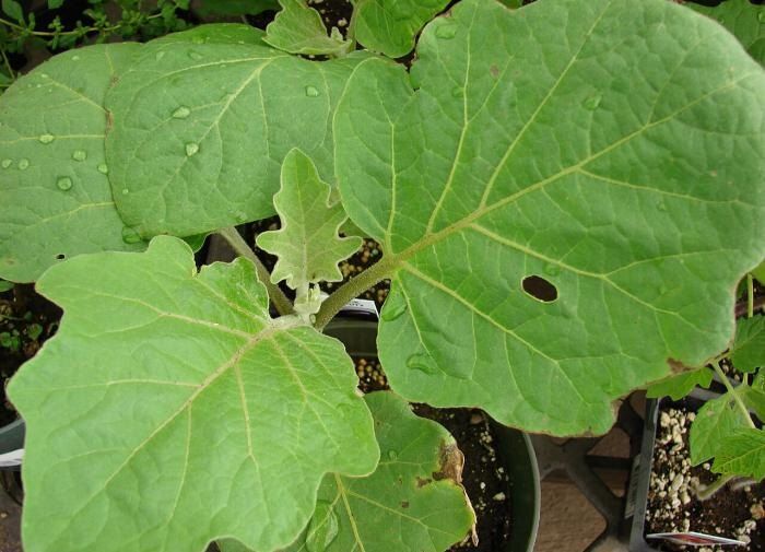 ��� �������� ������������� ������ ����������: ����������� ������