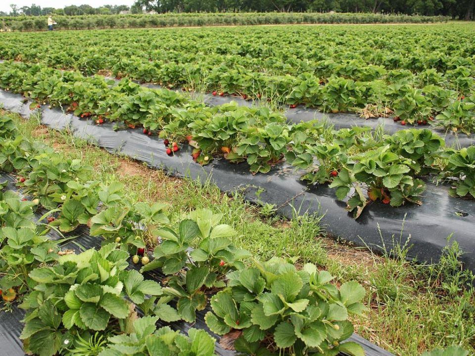Клубника в огороде: сколько лет сажать на одном участке?