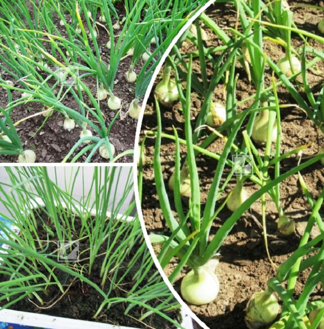 ��� ��������� ��������� ��� ���������: ������ � �������