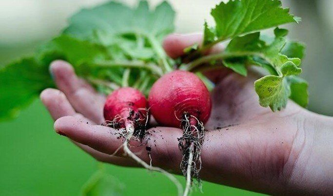 Секреты успешной подкормки редиски