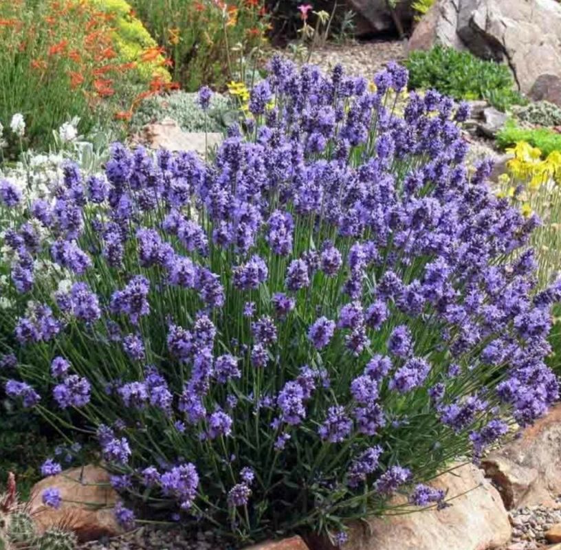 Как сеять лаванду: секреты успешных всходов