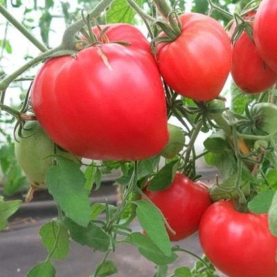 Клубничный тяжеловес: секреты успешного выращивания уникальных томатов