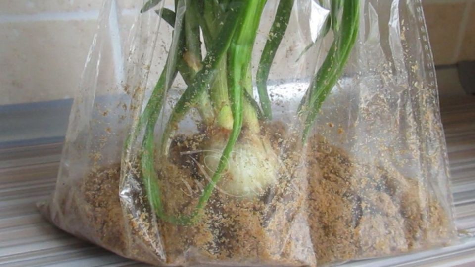 ����� ������ ��������� ���: �������� ������� � ������������