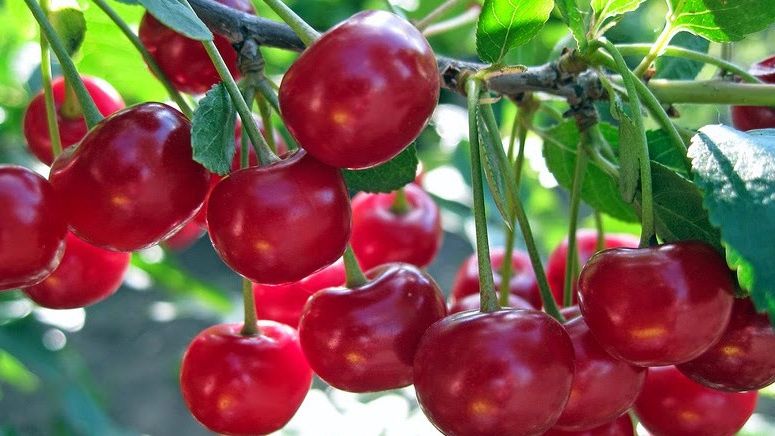 Как заставить вишню плодоносить: пять простых природных методов