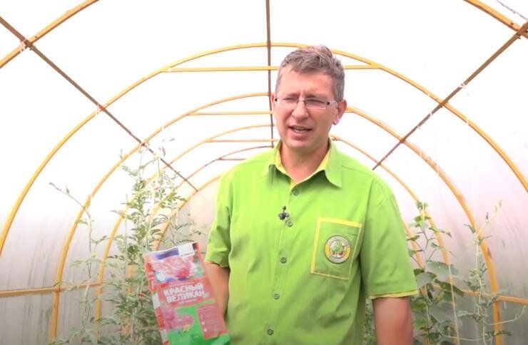 Как справиться с жированием томатов в теплице и добиться плодоношения