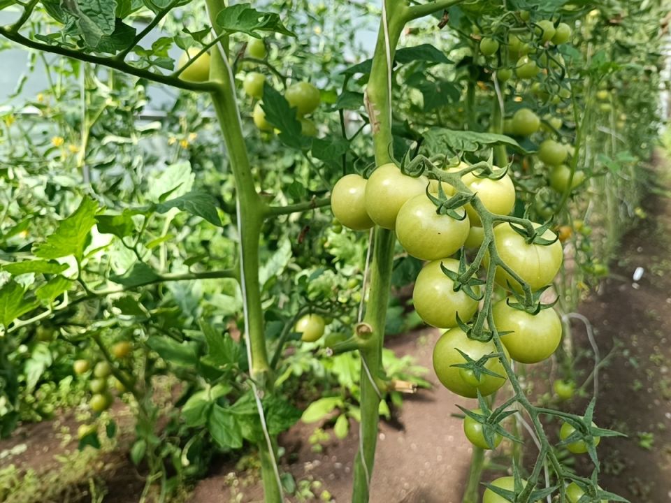 ��� ��������� ������������� ������: ������ ��� ������������� ������