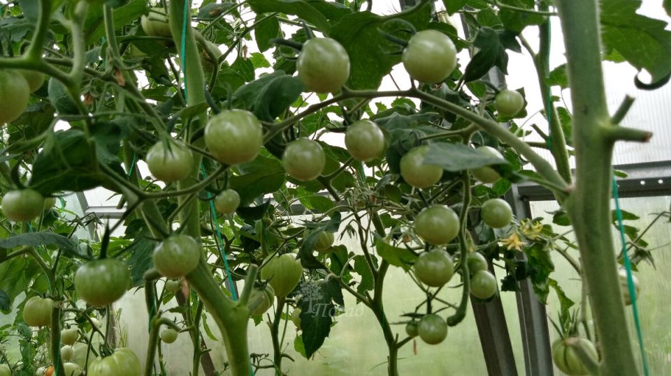 ������ �� ��������� ������� � ����: ��� �������� ����� � ������������