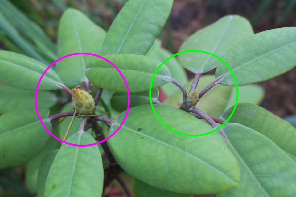 Цветочные почки рододендрона: как их идентифицировать и что делать при их отсутствии