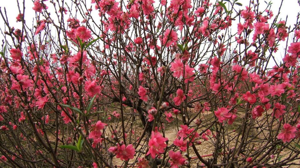 ��� ��������� �������� ���������� ������ � ������ �����