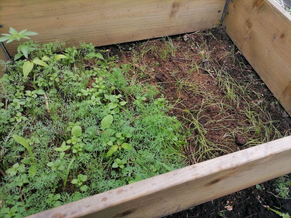 Как успешно вырастить чернушку: опыт севка и борьба с сорняками