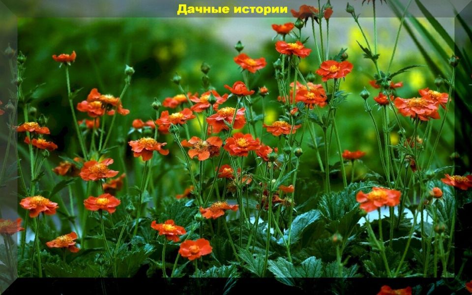 Красивые и неприхотливые многолетники для вашего сада